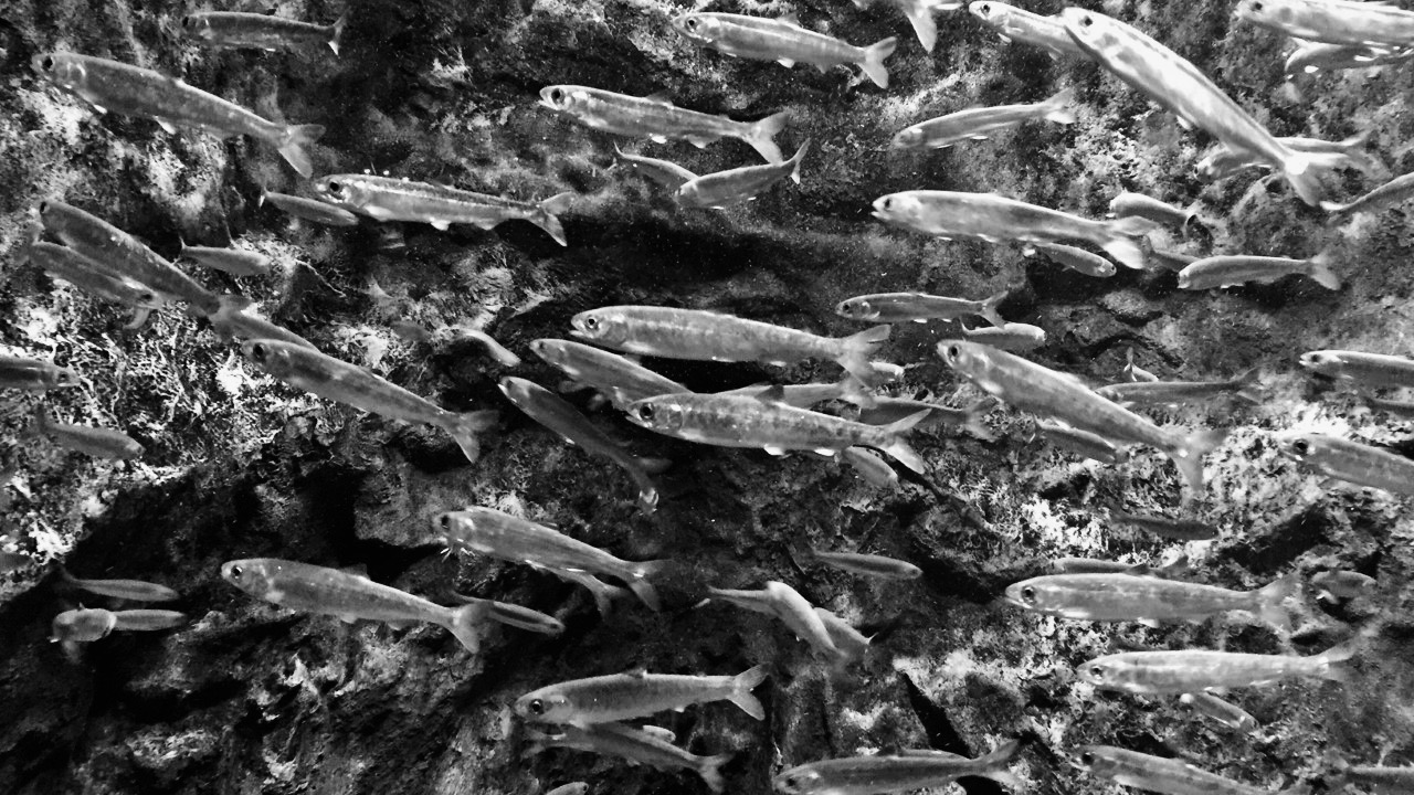 Publications Laboratory For Research On Life In Rivers And Its Exhibition Design